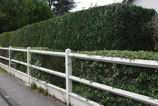 Taillage Haies - Entreprise Eric VALLETTE